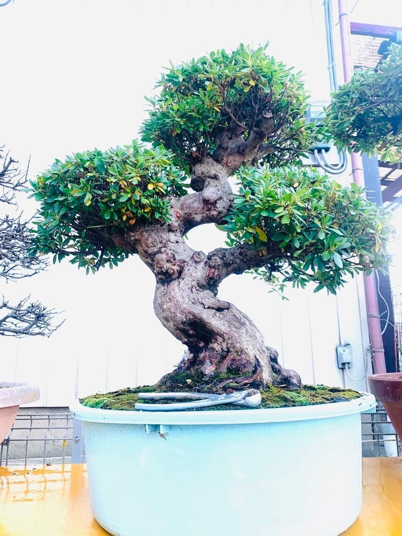 皐月盆栽　サツキ　ツチジ