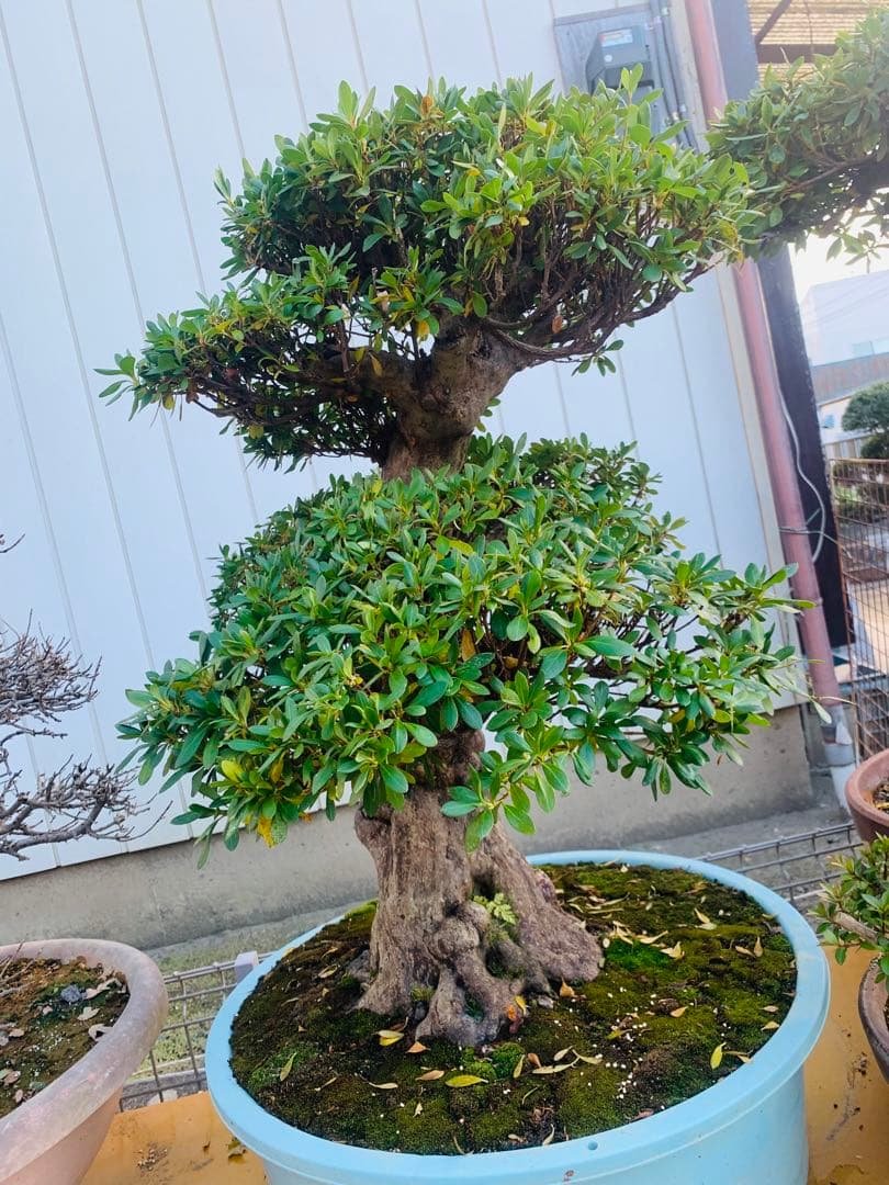 皐月盆栽　サツキ　ツチジ