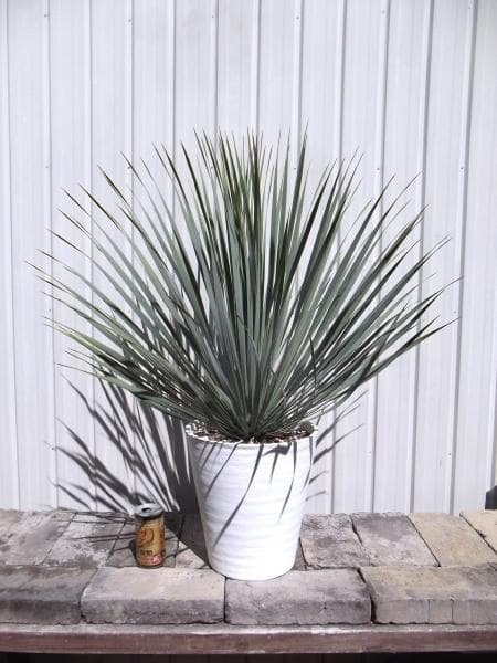 現物「ユッカ・ロストラータ」９号　Yucca rostrata