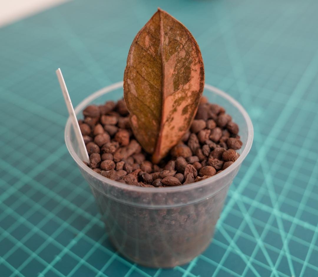 ザミオクルカス 斑入り（2株＋1株おまけセット）