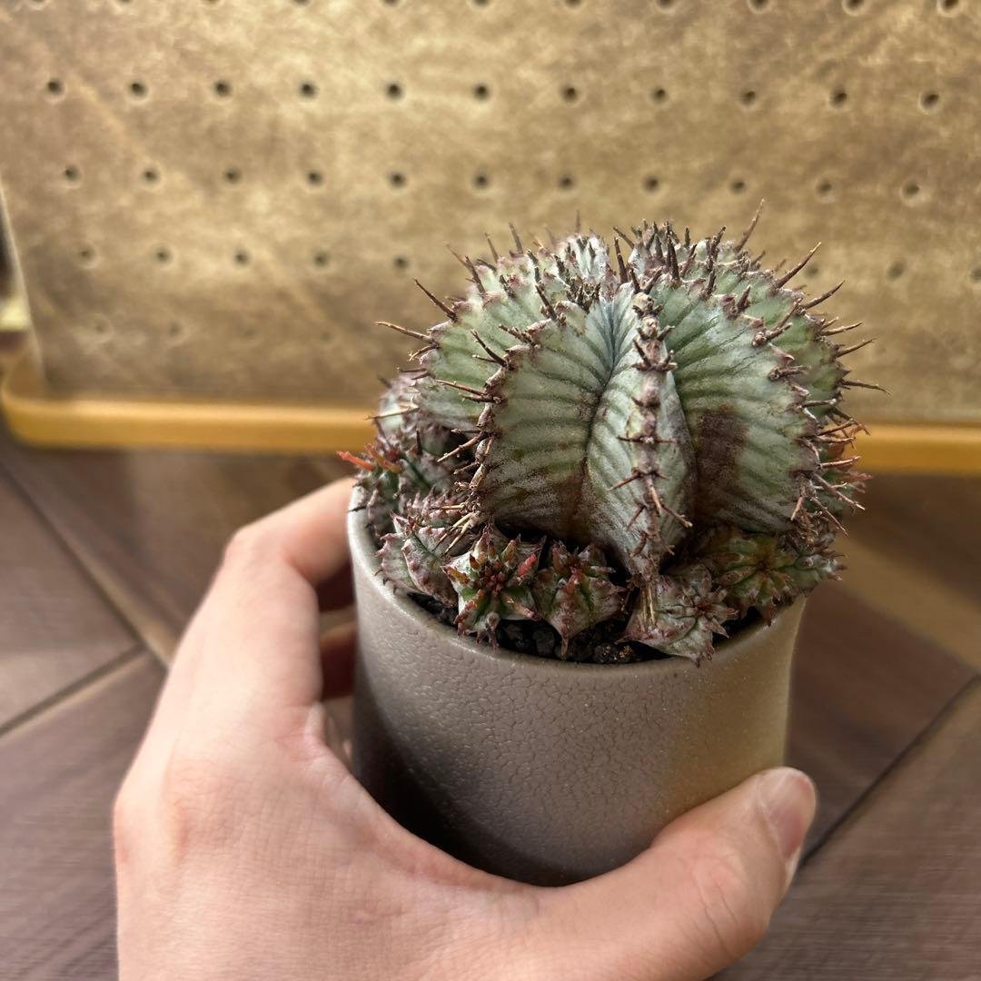 ユーフォルビア ホリダ × 宮下将太鉢