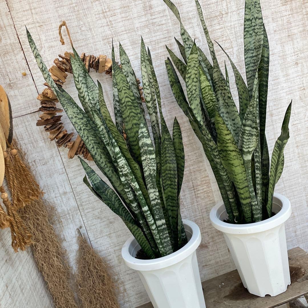 週末特価！2鉢価格！サンスベリア　ゼラニカ　苗　苗木　サンセベリア　7号　複数株